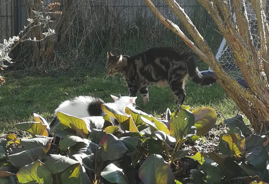Diego und Pirate im Garten Katzenkonflikt im Garten