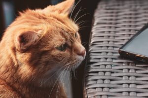 Startseite 1 Katze unsicher