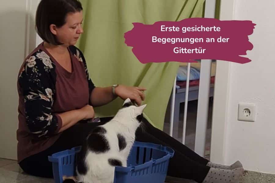 Pirate und Angelina, Training an Gittertür Erste Begegnungen an der Gittertür