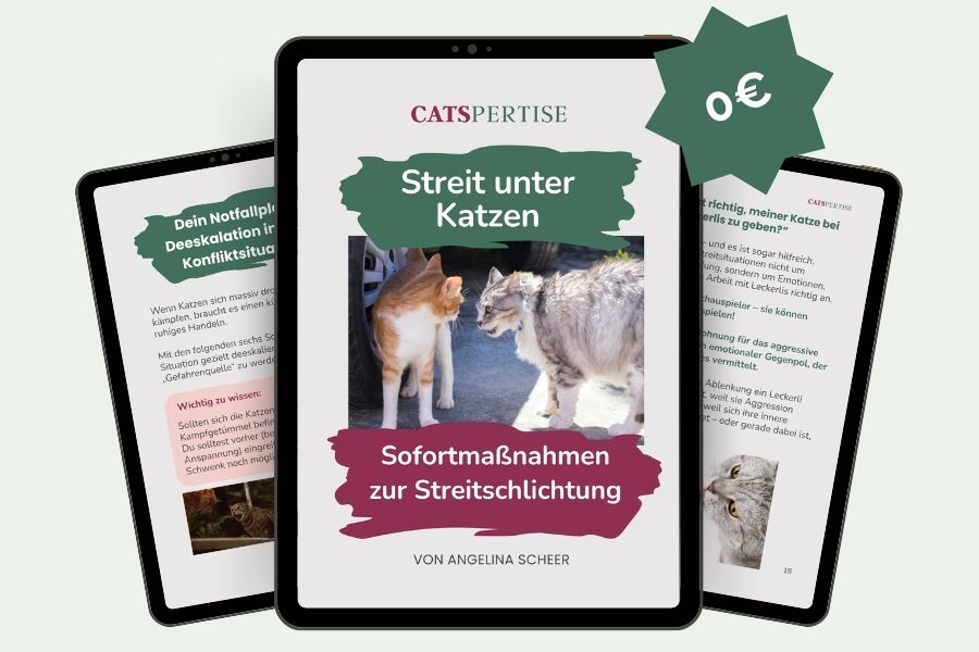 Startseite 1 Guide Mockup_Streit unter Katzen effektiv schlichten